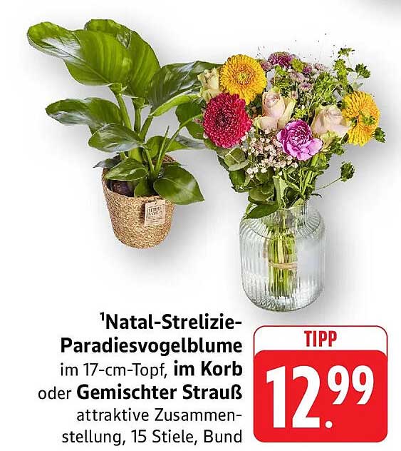 Natal-Strelizie-Paradiesvogelblume im 17-cm-Topf, im Korb oder Gemischter Strauß attraktive Zusammenstellung, 15 Stiele, Bund