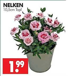 NELKEN 10,5cm Topf