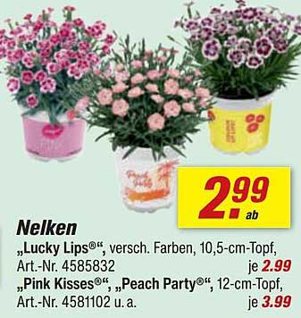 Nelken „Lucky Lips®“, versch. Farben, 10,5-cm-Topf, Art.-Nr. 4585832