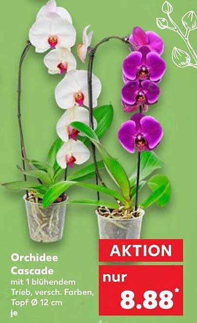 Orchidee Cascade mit 1 blühendem Trieb, versch. Farben, Topf Ø 12 cm je