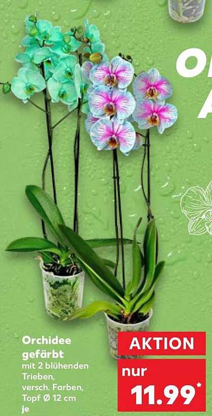 Orchidee gefärbt mit 2 blühenden Trieben, versch. Farben, Topf Ø 12 cm je