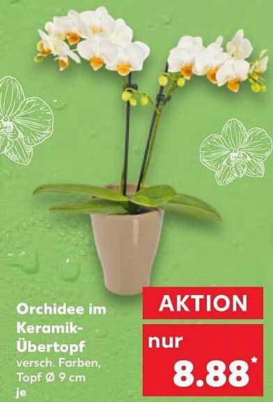 Orchidee im Keramik-Übertopf