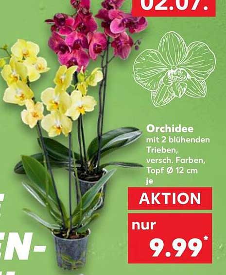Orchidee mit 2 blühenden Trieben, versch. Farben, Topf Ø 12 cm je