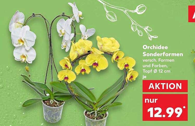 Orchidee Sonderformen versch. Formen und Farben, Topf Ø 12 cm je