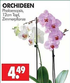 ORCHIDEEN Phalaenopsis, 12cm Topf, Zimmerpflanze