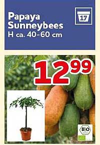 Papaya Sunnybees H ca. 40–60 cm
