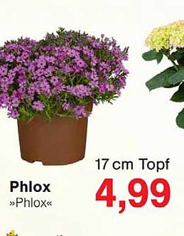 Phlox