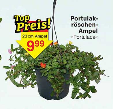Portulakröschen-Ampel »Portulaca«