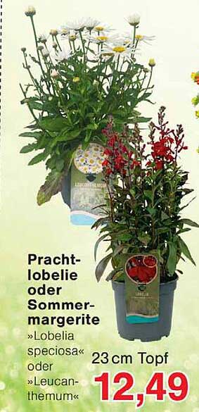 Pracht-lobelie oder Sommer-margerite »Lobelia speciosa« oder »Leucanthemum« 23 cm Topf