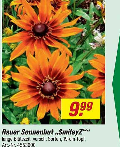 Rauer Sonnenhut „SmileyZ™“