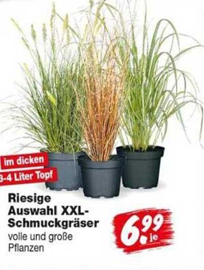 Riesige Auswahl XXL-Schmuckgräser volle und große Pflanzen
