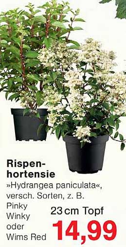 Rispen-hortensie »Hydrangea paniculata«, versch. Sorten, z. B. Pinky Winky oder Wims Red