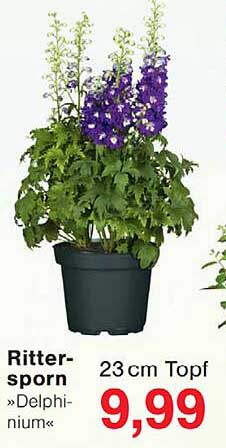 Ritter-sporn »Delphinium«