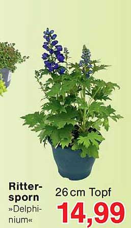 Rittersporn »Delphinium« 26 cm Topf