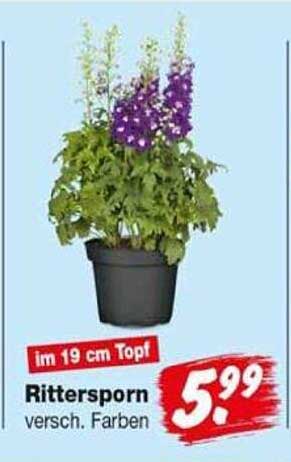 Rittersporn versch. Farben