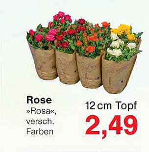 Rose »Rosa«, versch. Farben 12 cm Topf