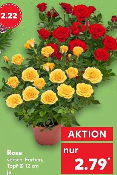 Rose versch. Farben, Topf Ø 12 cm je