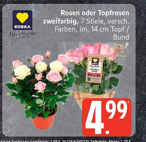 Rosen oder Topfrosen zweifarbig, 7 Stiele, versch. Farben, im, 14 cm Topf / Bund