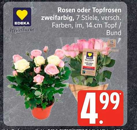 Rosen oder Topfrosen zweifarbig, 7 Stiele, versch. Farben, im, 14 cm Topf / Bund