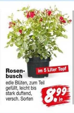 Rosenbusch