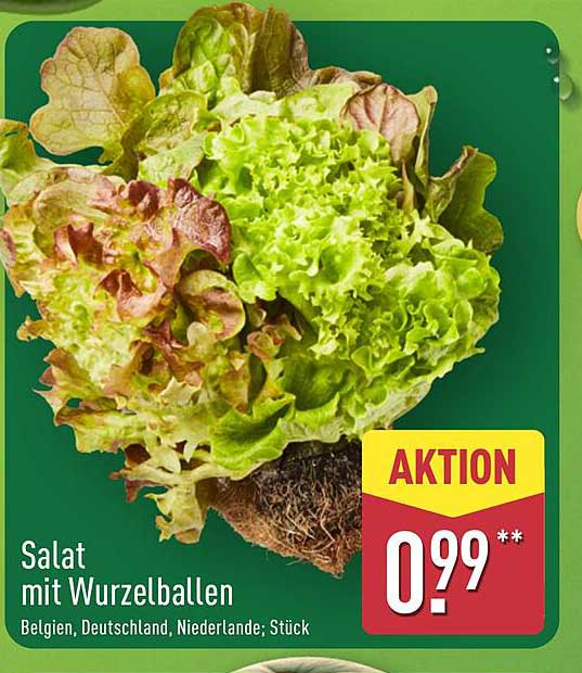 Salat mit Wurzelballen