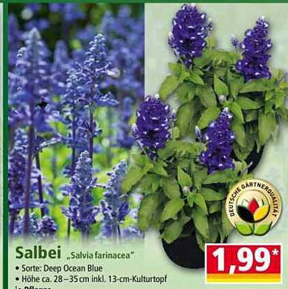 Salbei „Salvia farinacea“