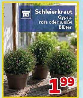 Schleierkraut Gypso, rosa oder weiße Blüten