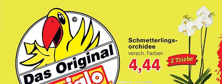 Schmetterlings-orchidee versch. Farben