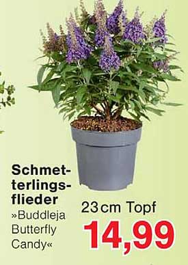 Schmetterlingsflieder »Buddleia Butterfly Candy«