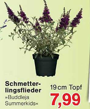 Schmetterlingsflieder »Buddleja Summerkids«