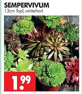 SEMPERVIVUM 13cm Topf, winterhart