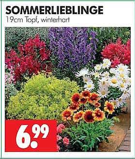 SOMMERLIEBLINGE