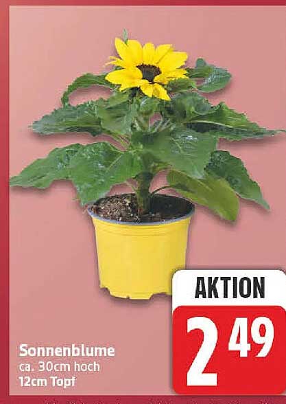 Sonnenblume ca. 30cm hoch 12cm Topf
