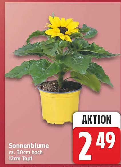 Sonnenblume ca. 30cm hoch 12cm Topf
