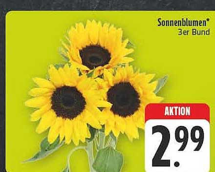 Sonnenblumen* 3er Bund