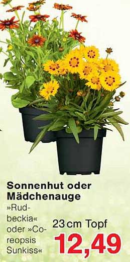 Sonnenhut oder Mädchenauge »Rudbeckia« oder »Coreopsis Sunkiss« 23 cm Topf