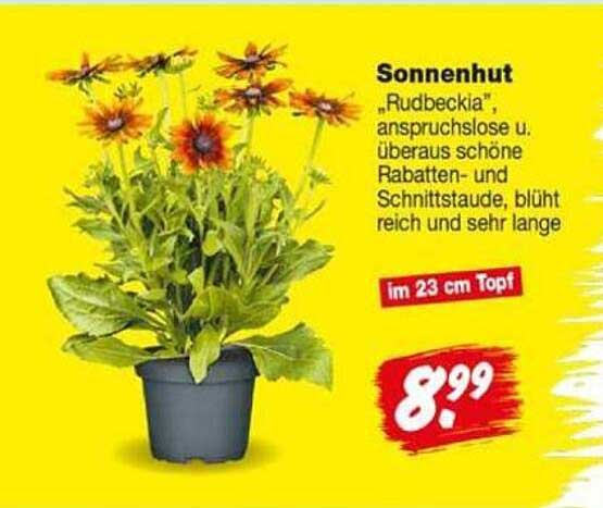 Sonnenhut „Rudbeckia“, anspruchslose u. überaus schöne Rabatten- und Schnittstaude, blüht reich und sehr lange