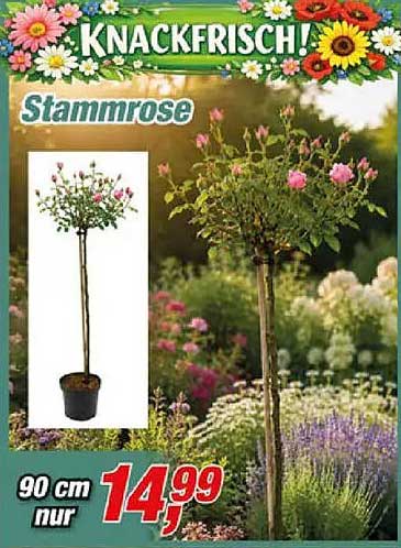 Stammrose