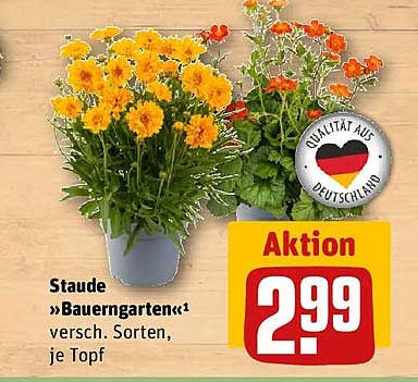 Staude »Bauerngarten«¹ versch. Sorten, je Topf