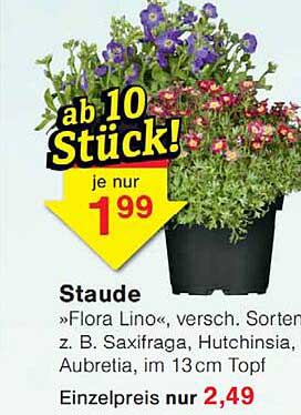 Staude »Flora LinO«, versch. Sorten z. B. Saxifraga, Hutchinsia, Aubretia, im 13cm Topf