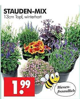 STAUDEN-MIX 13cm Topf, winterhart