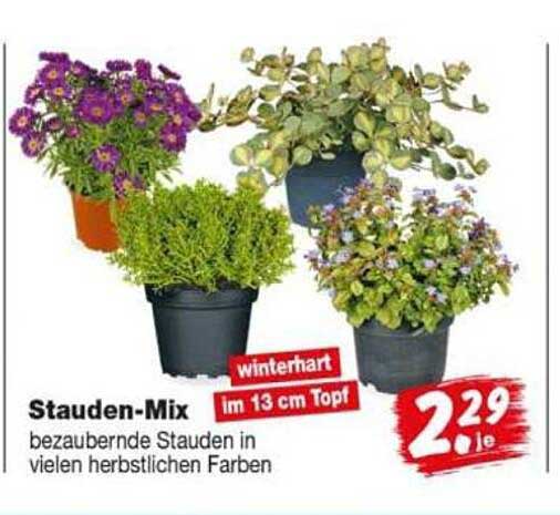 Stauden-Mix bezaubernde Stauden in vielen herbstlichen Farben