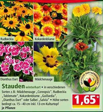 Stauden winterhart in verschiedenen Sorten