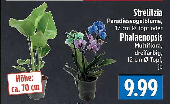 Strelitzia Paradiesvogelblume, 17 cm Ø Topf oder Phalaenopsis Multiflora, dreifarbig, 12 cm Ø Topf, je