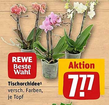 Tischorchidee¹ versch. Farben, je Topf