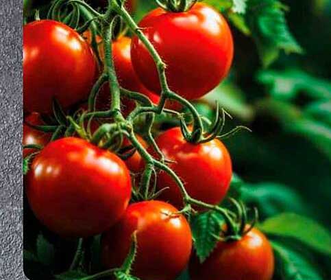 Tomaten am Strauß