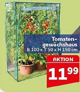 Tomatengewächshaus B 100 x T 50 x H 150 cm