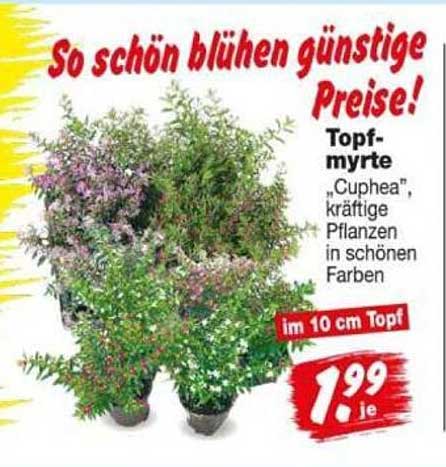 Topfmyrte „Cuphea“, kräftige Pflanzen in schönen Farben im 10 cm Topf