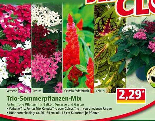 Trio-Sommerpflanzen-Mix