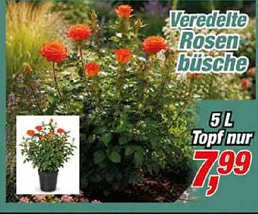 Veredelte Rosen büsche